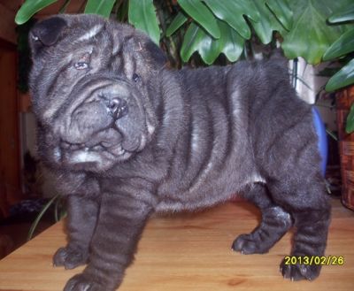 SHAR-PEI kislány