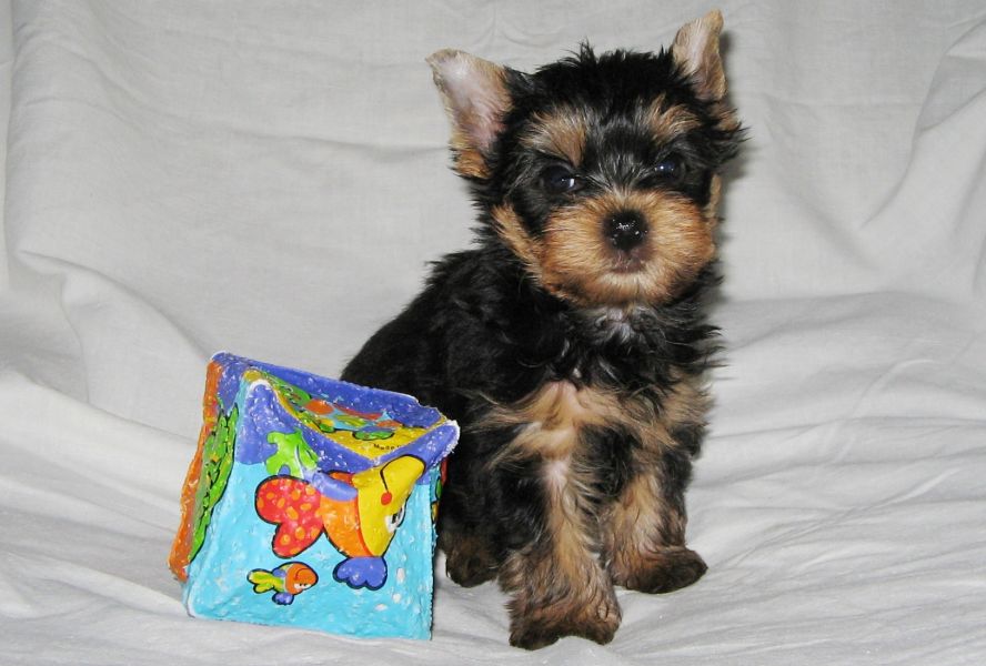 Mini yorki szuka