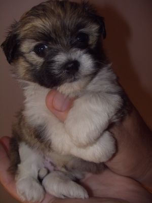 Bishon havanese kisfiú