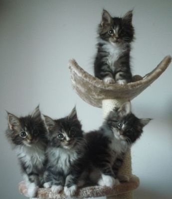 Maine Coon Kiscicák 