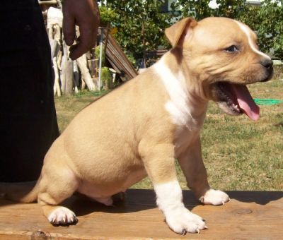 Amstaff kiskutyák eladók.