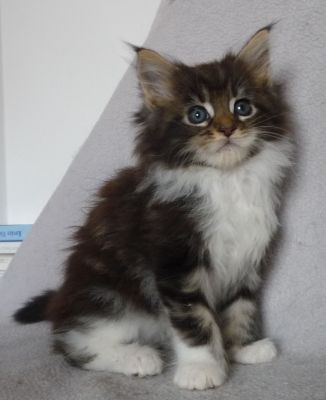 Gyönyörű maine Coon