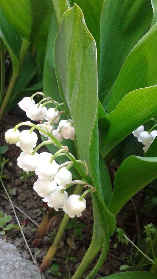 A gyógyulás weboldala: egészség gyógynövényekkel