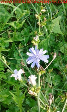 A gyógyulás weboldala: egészség gyógynövényekkel