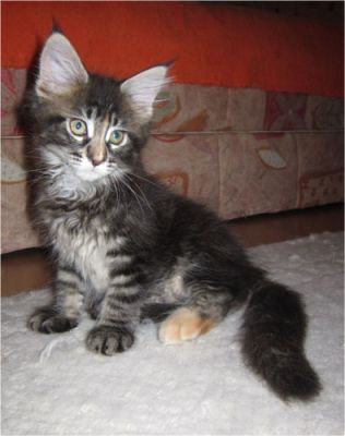 Maine Coon kiscicák kandúrok és nőstények minőségi tenyészetből eladók.
