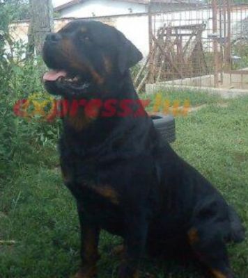 rottweiler kölykök eladók