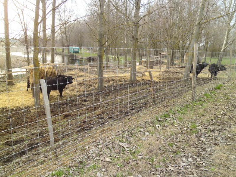 Drótfonat,drótháló,vadháló,,kerítésépítés,akác oszlop,vadriasztó huzal