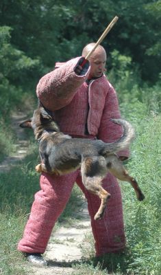 Kutyakiképzés-Végh Tamás