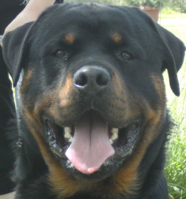 rottweiler kölykök eladók