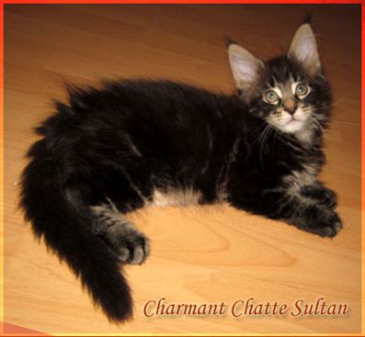 Maine Coon kiscicák kandúrok és nőstények minőségi tenyészetből eladók.