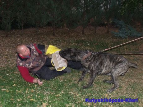 Kutyakiképzés, oktatás, szocializálás, engedelmességre nevelés Budapesten