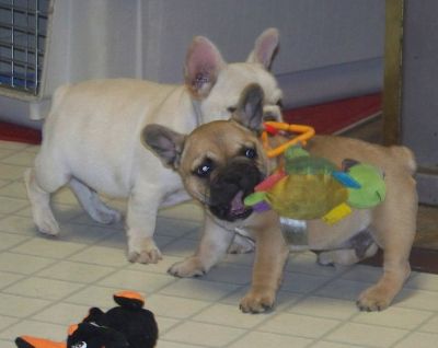 francia bulldog kiskutyák látni
