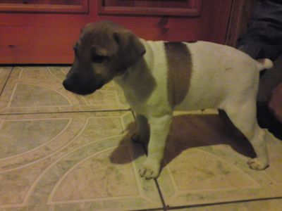 Jack Russell Terrier kölykök eladók