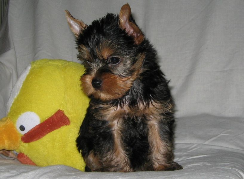 Mini yorki szuka