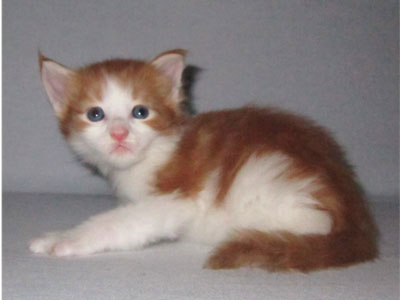 Maine Coon kiscicák kandúrok és nőstények minőségi tenyészetből eladók.