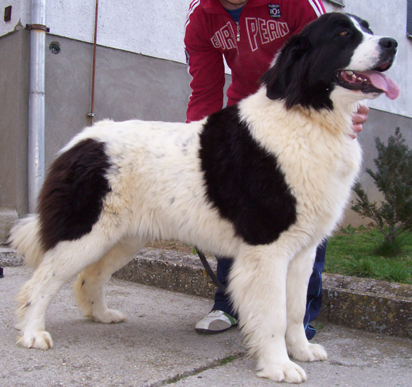 Landseer kölykök, kiskutyák