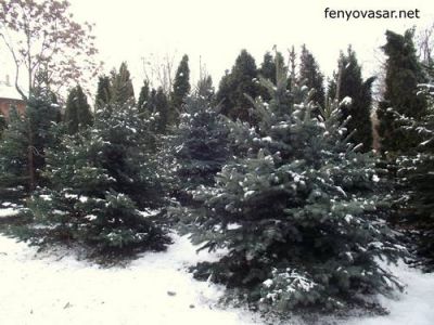 Karácsonyfa, fenyőfa vásár