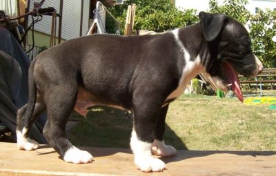 Amstaff kiskutyák eladók.