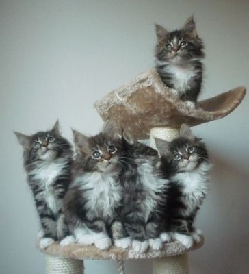 Maine Coon Kiscicák 