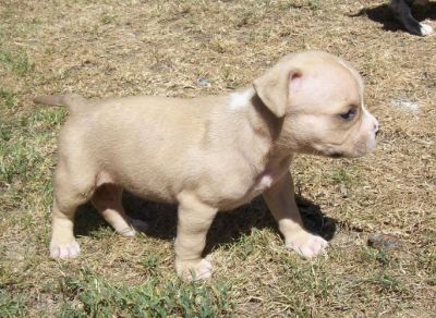 Amstaff kiskutyák eladók.