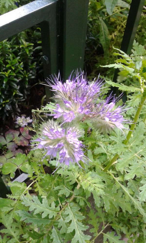 A gyógyulás weboldala