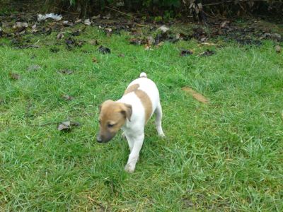 Jack Russell Terrier kölykök eladók