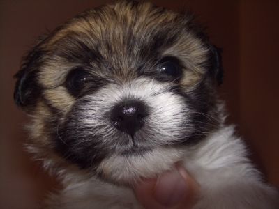 Bishon havanese kisfiú