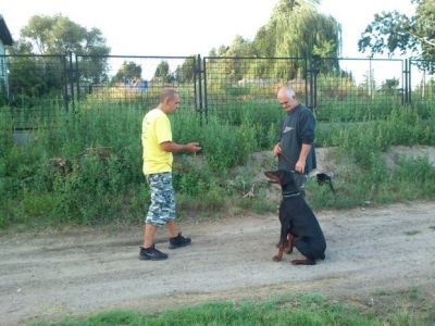  Kutyakiképzés-Kutyaközpont