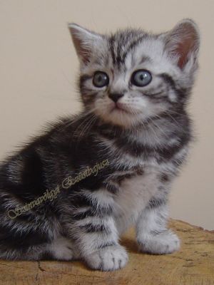 Brit rövidszőrű cicák