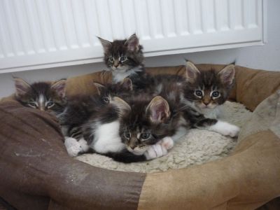 Gyönyörű maine Coon