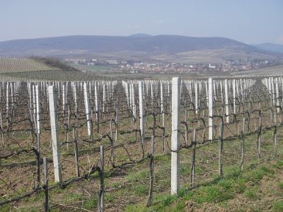 Kerítés, betonoszlop, drótkerítés építés, szőlőoszlop, drótfonat