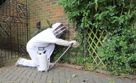 Darázsirtás balatoni településeken