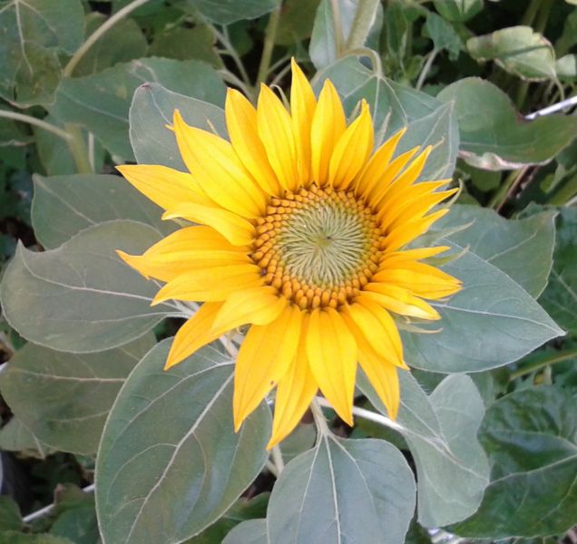 A gyógyulás weboldala: egészség gyógynövényekkel