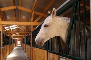 326. Lóistálló karbantartó NÉMET MUNKA Rosenheim