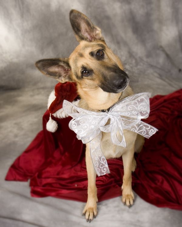 INTENZÍV budapesti Kutyakozmetikus OKJ képzés