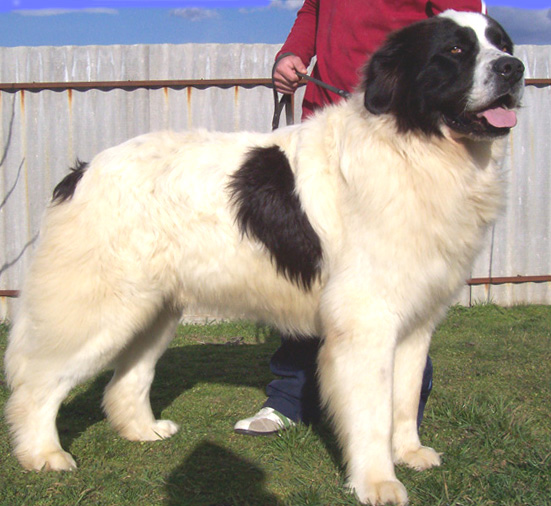 Landseer kölykök, kiskutyák