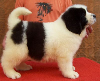 Landseer kölykök, kiskutyák