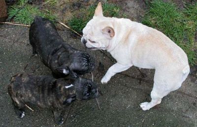 francia bulldog kiskutyák látni