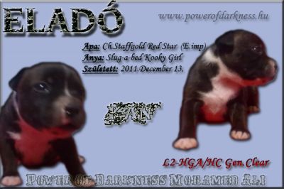 Staffordshire Bull Terrier kan kiskutyák eladók!