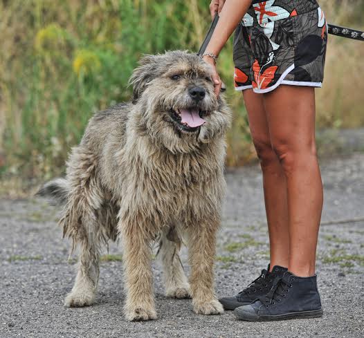 Kaukázusi keverék kan tanyát vagy telepet keres