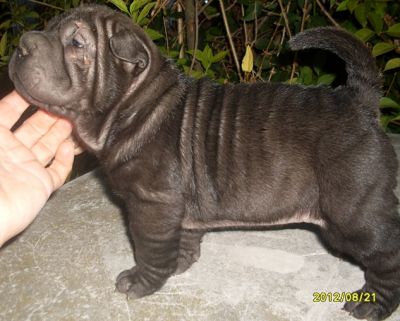 SHAR-PEI kolykok igényesebbeknek