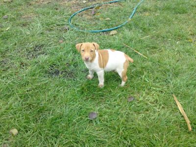 Jack Russell Terrier kölykök eladók
