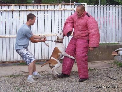 Kutyakiképzés-Végh Tamás