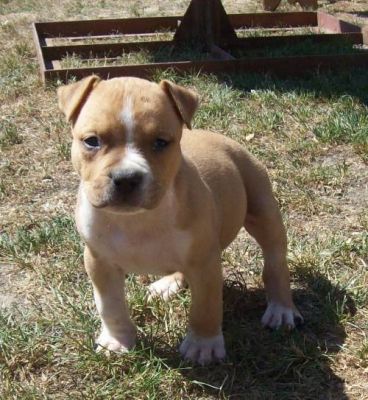 Amstaff kiskutyák eladók.