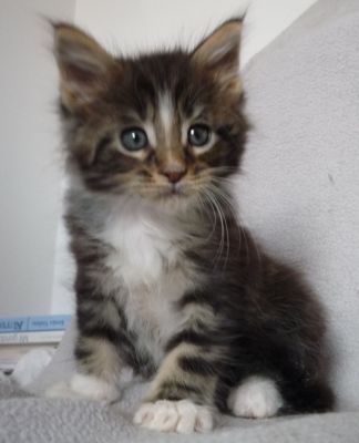 Gyönyörű maine Coon