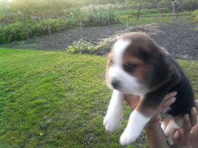 Eladó beagle kiskutya