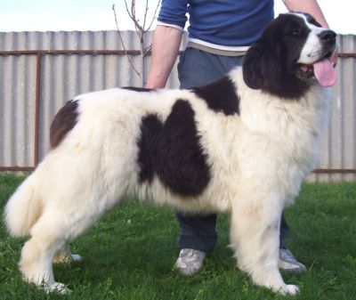 Landseer kölykök, kiskutyák