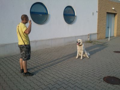 Kutyakiképzés-Végh Tamás