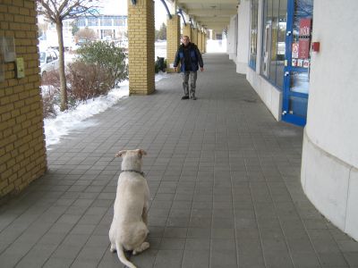 Kutyakiképzés-Végh Tamás
