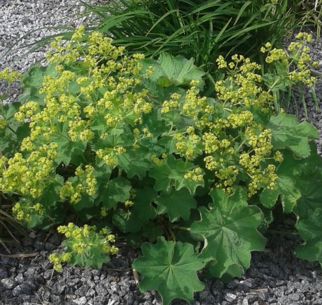 A gyógyulás weboldala: egészség gyógynövényekkel